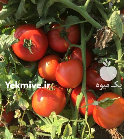 قیمت بذر گوجه فرنگی تایفون بذر در آبسرد در گروه خرید و فروش بذر گوجه در یکمیوه -عکس1