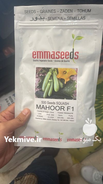 بذر کدو ماهور Mahoor F 1 “ در ایذه در گروه خرید و فروش بذر کدو در یکمیوه -عکس1