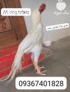 لاری هندی نوک طوطی دم چتری در تهران در گروه مرغ و خروس و بوقلمون و اردک قو قاز در یکمیوه