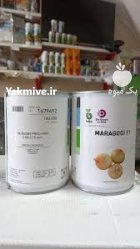 بذر پیاز ماراگوگی مناسب کشاورزی حرفه در یزد در گروه خرید و فروش بذر پیاز در یکمیوه