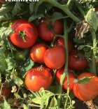 قیمت بذر گوجه فرنگی تایفون بذر در آبسرد در گروه خرید و فروش بذر گوجه در یکمیوه