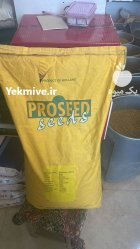 بذر لوبیا سبز سان ری هلندی در آیسک در گروه خرید و فروش انواع بذر در یکمیوه