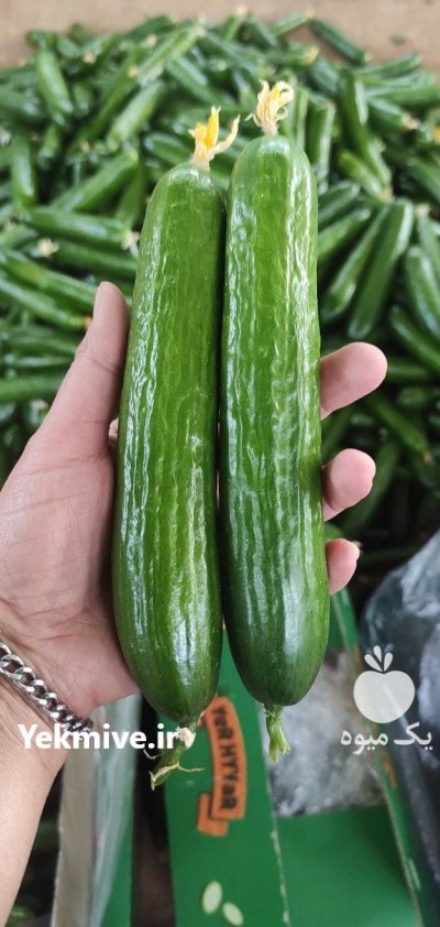 خیار گلخانه ای عراقی در یزد در گروه خرید و فروش خیار در یکمیوه -عکس1