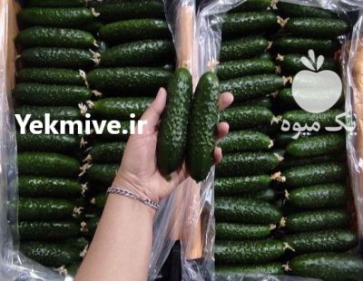 خیار خاردار روسیه در یزد در گروه خرید و فروش خیار در یکمیوه -عکس1