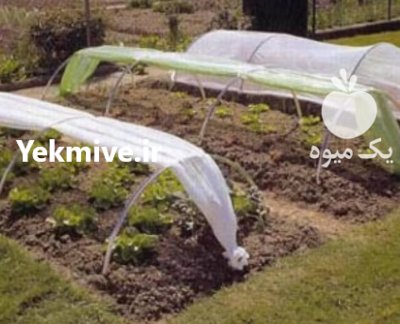 خرید کاور ضد سرمازدگی گوجه فرنگی در داراب در گروه خرید و فروش توری گلخانه در یکمیوه -عکس1