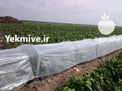 تولید فروش انواع نایلون کشاورزی در کامیاران در گروه خرید و فروش بسته بندی نایلونی در یکمیوه -عکس1