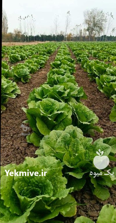 فروش 3 هکتار کاهو شیرین در ساری در گروه خرید و فروش کاهو در یکمیوه -عکس1