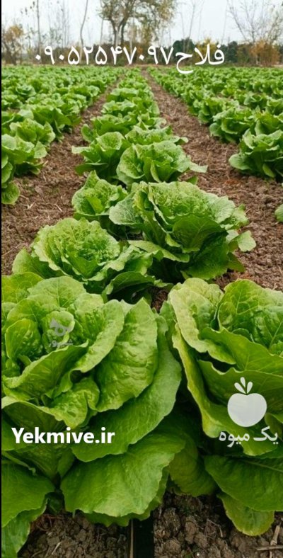 فروش 3 هکتار کاهو شیرین در ساری در گروه خرید و فروش کاهو در یکمیوه -عکس2