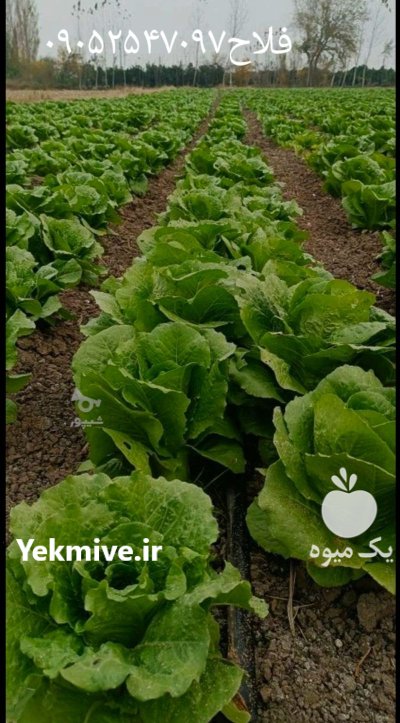 فروش 3 هکتار کاهو شیرین در ساری در گروه خرید و فروش کاهو در یکمیوه -عکس3