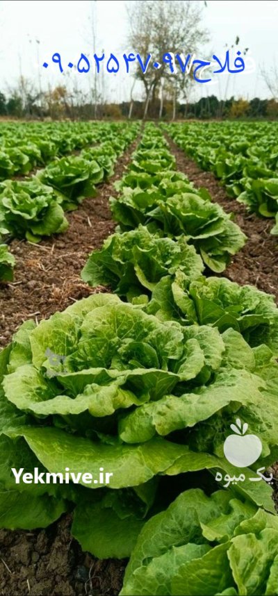 فروش 3 هکتار کاهو شیرین در ساری در گروه خرید و فروش کاهو در یکمیوه -عکس4