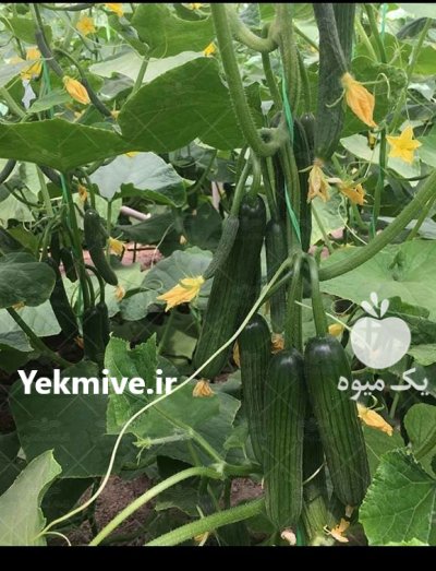 بذر خیار شهاب در اصفهان در گروه خرید و فروش بذر خیار در یکمیوه -عکس2