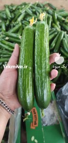 خیار گلخانه ای عراقی در یزد در گروه خرید و فروش خیار در یکمیوه