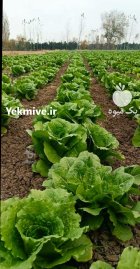 فروش 3 هکتار کاهو در ساری در مازندران در گروه خرید و فروش کاهو در یکمیوه