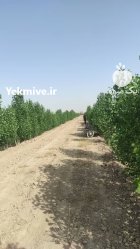 2 هکتار باغ میوه در اسلامشهر در گروه اجاره باغ میوه در یکمیوه