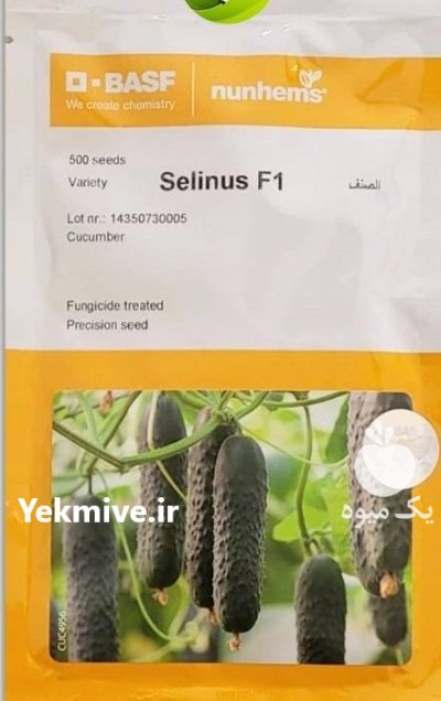 بذر خیار خاردار سلینوس در بن  در گروه خرید و فروش بذر خیار در یکمیوه -عکس1