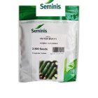 بذر خیار ویکتور سمینیس در حاجی آباد در گروه خرید و فروش بذر خیار در یکمیوه