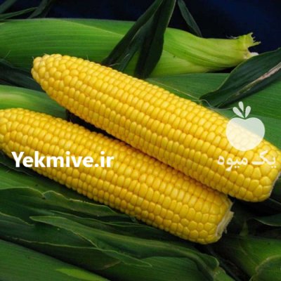 فروش بذر ذرت هیبرید کراس بذر در اصفهان در گروه خرید و فروش بذر ذرت در یکمیوه -عکس1