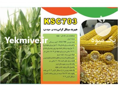 فروش بذر ذرت هیبرید کراس بذر در اصفهان در گروه خرید و فروش بذر ذرت در یکمیوه -عکس2