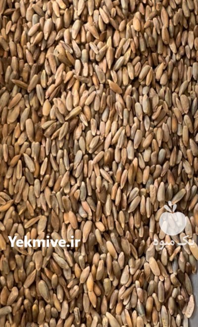 دانه و آرد چاودار در تهران در گروه خرید و فروش گندم و جو در یکمیوه -عکس1