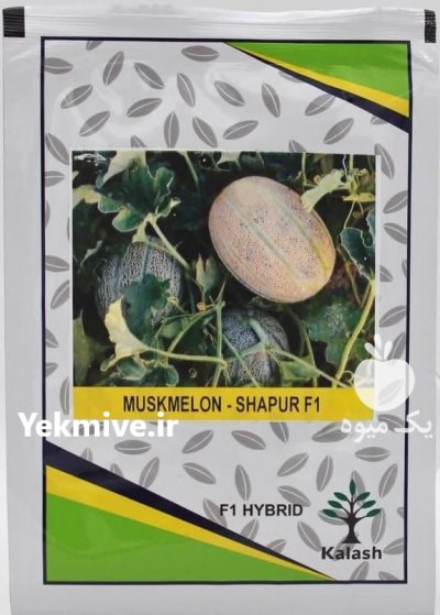 فروش بذر خربزه شاپور قیمت بذر در اراک در گروه خرید و فروش بذر خربزه در یکمیوه -عکس1