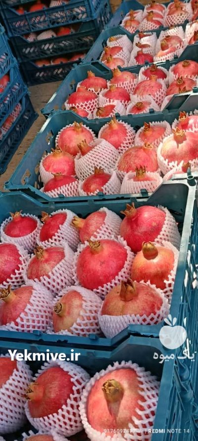 حق العمل کاری بارفروشی در میدان در اهواز در گروه حق العمل کاری محصولات کشاورزی در یکمیوه -عکس1