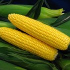 فروش بذر ذرت هیبرید کراس بذر در اصفهان در گروه خرید و فروش بذر ذرت در یکمیوه