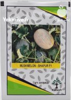 فروش بذر خربزه شاپور قیمت بذر در اراک در گروه خرید و فروش بذر خربزه در یکمیوه