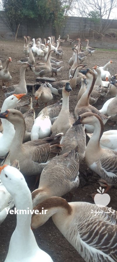 70 قوغاز در آستانه اشرفیه در گروه مرغ و خروس و بوقلمون و اردک قو قاز در یکمیوه -عکس1