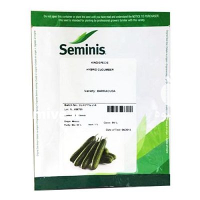 خرید بذر خیار PS 547 در مشهد در گروه خرید و فروش بذر خیار در یکمیوه -عکس1