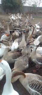 70 قوغاز در آستانه اشرفیه در گروه مرغ و خروس و بوقلمون و اردک قو قاز در یکمیوه