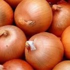 قیمت بذر پیاز ریوبراوو بذر پیاز در بانه در گروه خرید و فروش بذر پیاز در یکمیوه