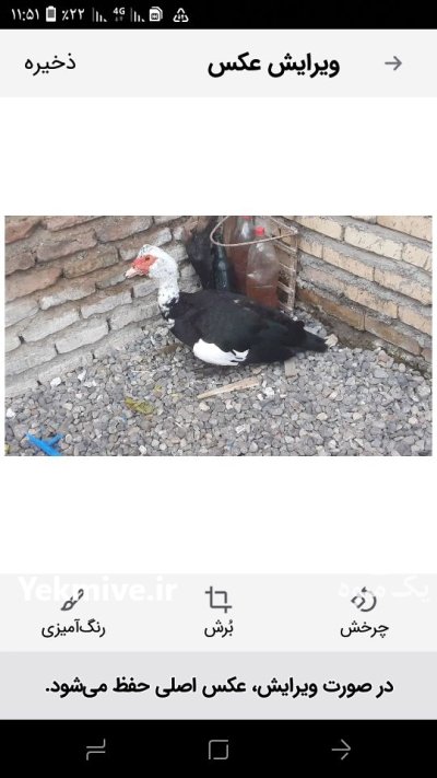 اردک نرچاق در علی آباد در گروه مرغ و خروس و بوقلمون و اردک قو قاز در یکمیوه -عکس1