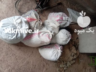 کود کبوتر در لوشان در گروه خرید و فروش کود کبوتر در یکمیوه -عکس1