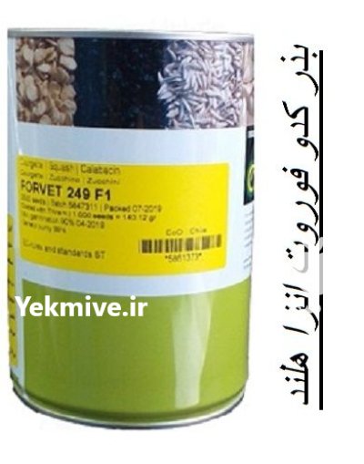 بذر کدو فوروت در ارومیه در گروه خرید و فروش بذر کدو در یکمیوه -عکس1