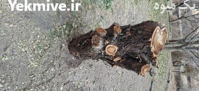فروش چوب گردو کالباس و چوب در مركزی در گروه خرید و فروش انواع چوب در یکمیوه -عکس2