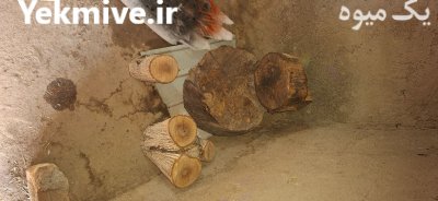فروش چوب گردو کالباس و چوب در مركزی در گروه خرید و فروش انواع چوب در یکمیوه -عکس3