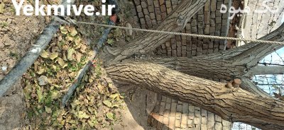 فروش چوب گردو کالباس و چوب در مركزی در گروه خرید و فروش انواع چوب در یکمیوه -عکس4