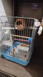 آگهی مشابه حیوان خانگی رام بامزه در تهران در گروه حیوانات خانگی در یکمیوه