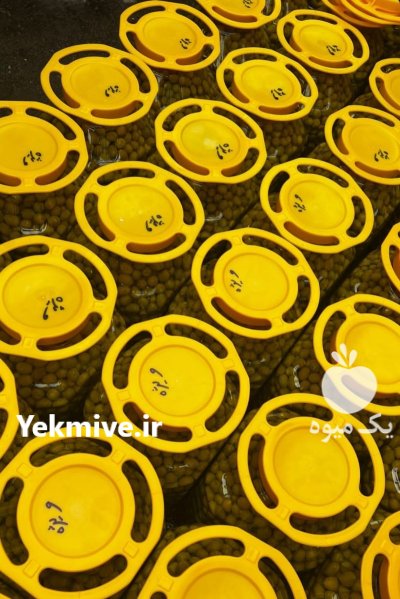 زیتون فروش زیتون در زنجان در گروه خرید و فروش زیتون در یکمیوه -عکس1