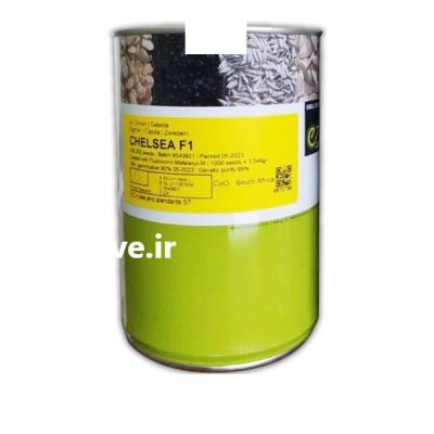 بذر پیاز انزا چلسی در شیراز در گروه خرید و فروش بذر پیاز در یکمیوه -عکس1