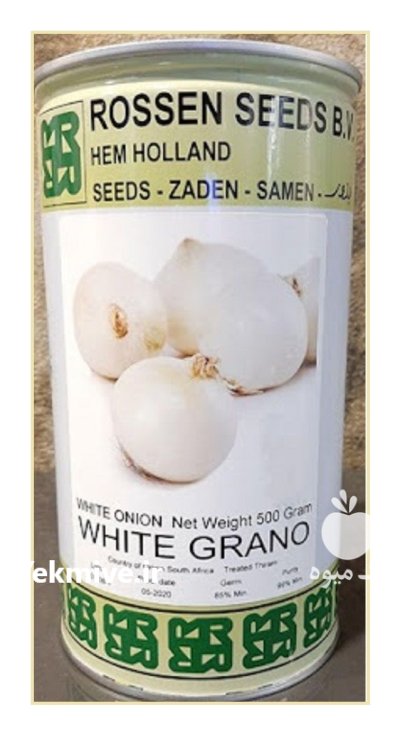 رقم گلدن وایت گرانو در بزنجان در گروه خرید و فروش بذر پیاز در یکمیوه -عکس1