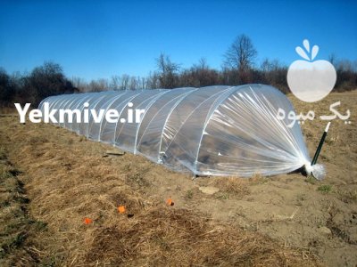 بهترین انواع نایلون های کشاورزی در حمیدیه در گروه خرید و فروش بسته بندی نایلونی در یکمیوه -عکس1