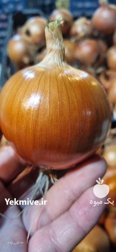 سیب زمینی اردبیل پیاز در آمل در گروه خرید و فروش سیب زمینی در یکمیوه -عکس3