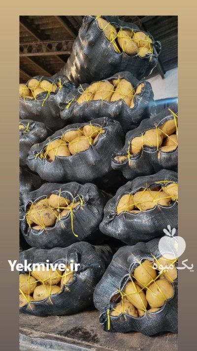 سیب زمینی اردبیل پیاز در آمل در گروه خرید و فروش سیب زمینی در یکمیوه -عکس2