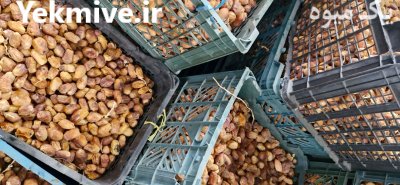 فروش ضایعات خرمای زاهدی در قیروکارزین در شهریار در گروه خرید و فروش خرما در یکمیوه -عکس3
