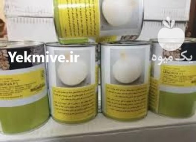 فروش بذر پیاز مینروا اصل عملکرد در شیراز در گروه خرید و فروش بذر پیاز در یکمیوه -عکس1