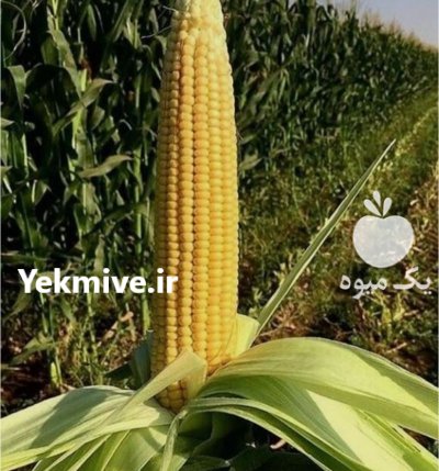 ذرت علوفه ای درجه یک در اقلید در گروه خوراک دام و طیور در یکمیوه -عکس2