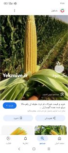 ذرت علوفه ای درجه یک در اقلید در گروه خوراک دام و طیور در یکمیوه