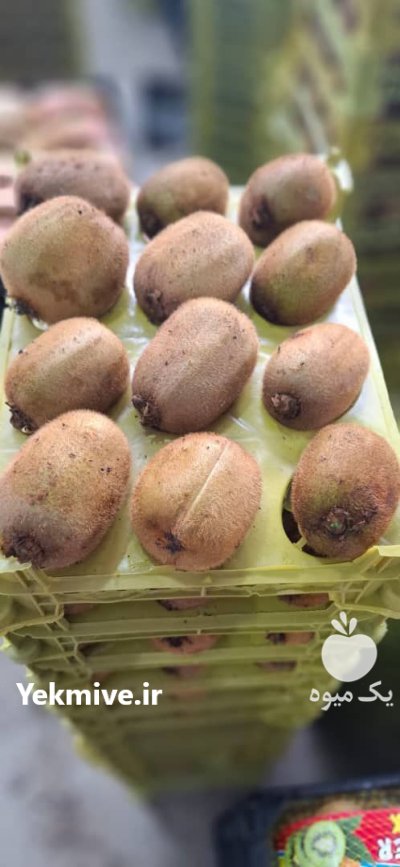 خرید سیب و کیوی در حویق در گروه خرید و فروش کیوی در یکمیوه -عکس2
