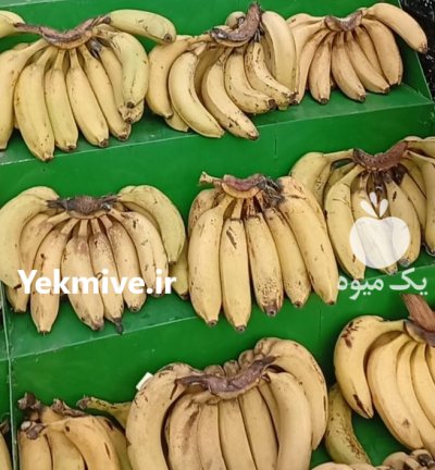 خریدار موز پاکستان در بوکان در گروه خرید و فروش موز در یکمیوه -عکس2